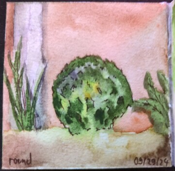 a small square watercolour painting of a very round bush. it's framed by plants to it's left and right, and there is a light grey stone fence post in the background. the plants are painted in different greens, with a little blue and yellow, the background is red-ish and the ground is brown-ish. it is named 'round' and dated 09/29/24.
