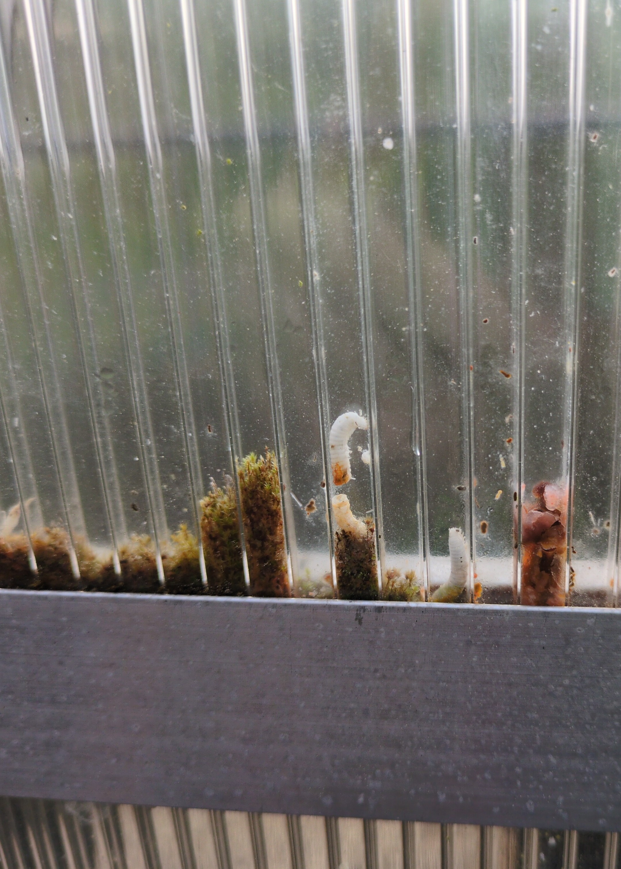 a closeup of a greenhouse with moss and a lot of dead milipedes stuck in the panels