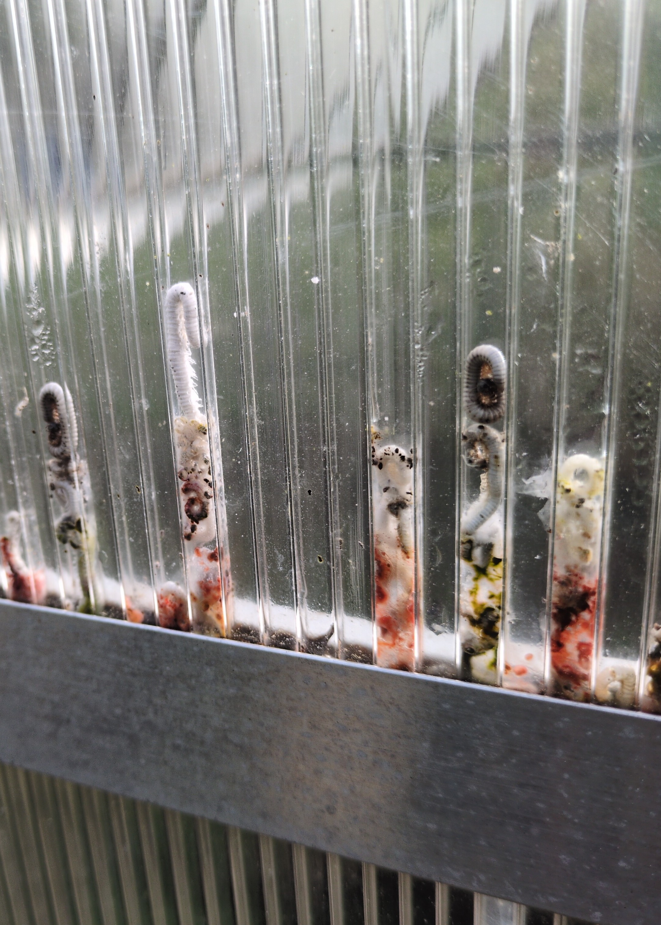 a closeup of a greenhouse with a lot of dead milipedes stuck in the panels