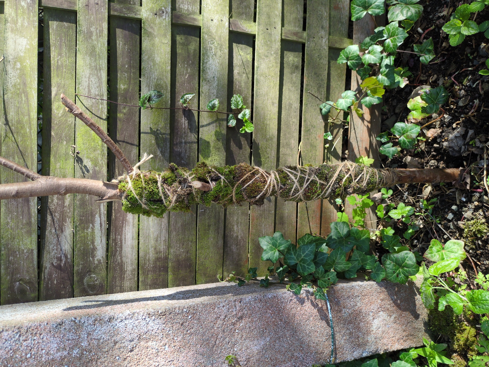 a stick that is wrapped with moss, fixed to the stick with hemp thread. it's sticking in the earth surrounded by plants (some of it ivy). there is a concrete fence post left to it, and a wodden opague fence with a greenish biofilm behind it
